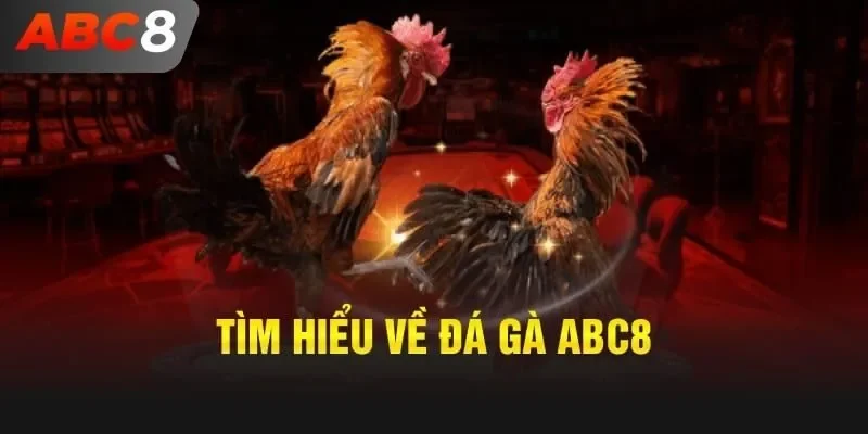 Đấu gà - Sân chơi được diễn ra trung bình 110 trận đấu mỗi ngày